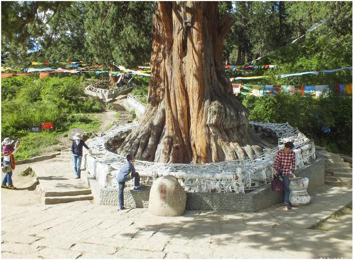 国内唯一的柏树王园林，由广东援助建立，成了西藏林芝特色旅游点