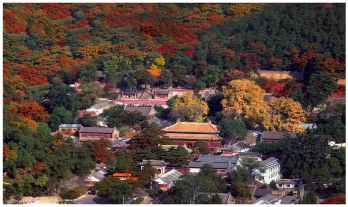 探访北京潭柘寺，那不起眼的柘树承载了千年的佛性，这就是慈悲！