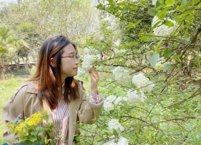 重庆荣昌：木绣球花开枝头一树雪妆惹人醉