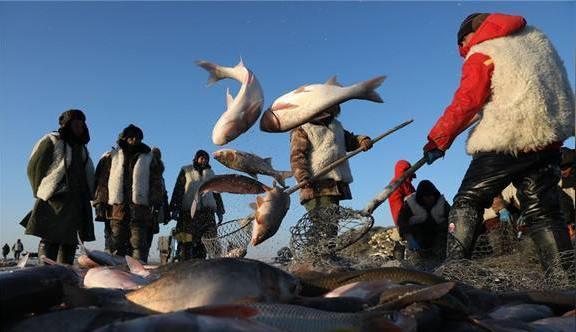 查干湖的鱼为什么越来越多了？渔民哭诉：看看这些人都干了些啥？
