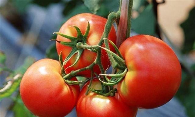 西红柿“套路”你了解吗？老菜农透露：牢记“3点”，一挑一个准