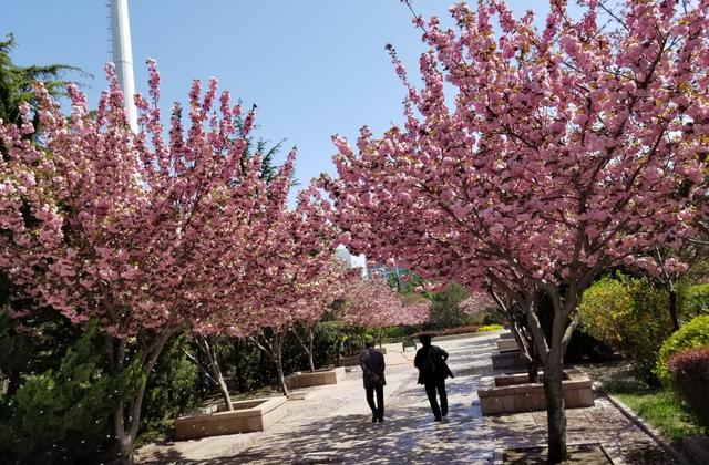 3月樱花季到，超好看的樱花品种，你认识几个？