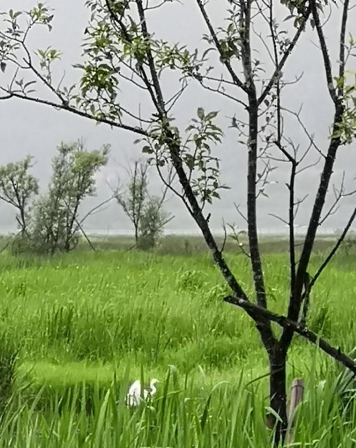 闻香女人：雨中万种风情，仙境北海湿地