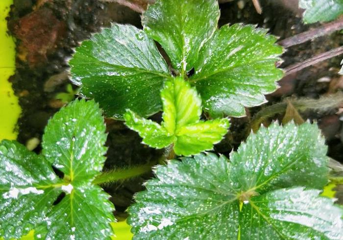 种草莓为什么不开花？4要素入手促花促果