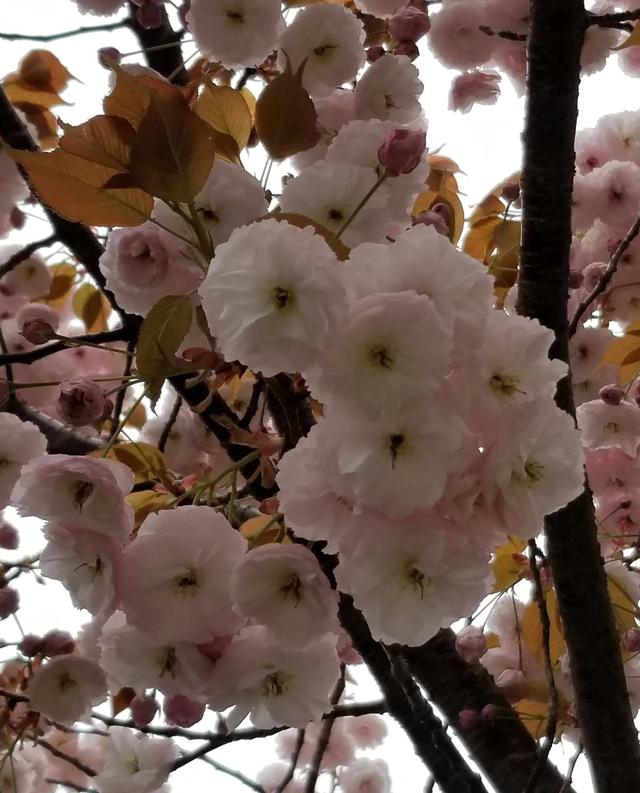 3月樱花季到，超好看的樱花品种，你认识几个？