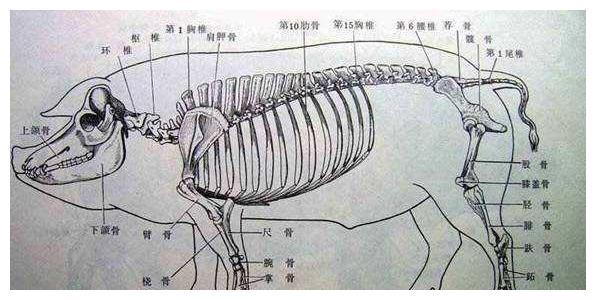 猪肉各部位图解，适宜吃法，热量多少，厨师长普及用肉知识