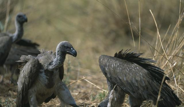 秃鹫为什么只吃腐肉呢？了解了它的生活之后，网友：太不容易了