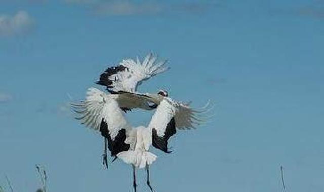 十首描写鹤的古诗词，翱翔万里，来去千年