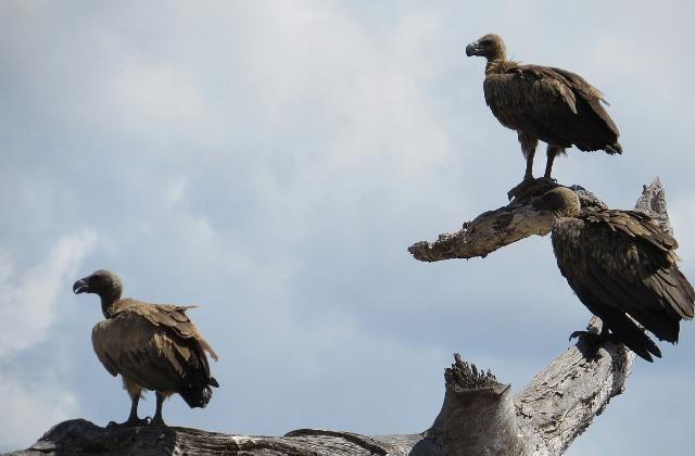 秃鹫为什么只吃腐肉呢？了解了它的生活之后，网友：太不容易了