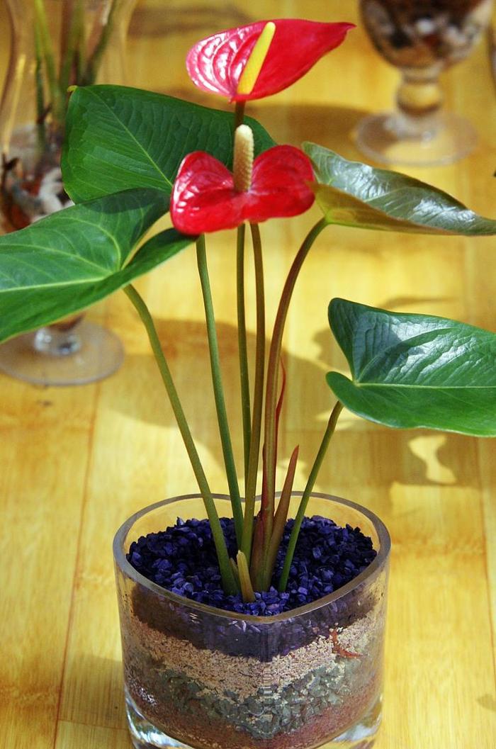 有一种体态娇美的小型绿植叫红掌，因植株质感和美貌，特适合家庭