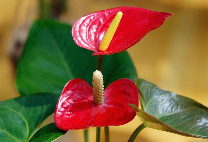 有一种体态娇美的小型绿植叫红掌，因植株质感和美貌，特适合家庭