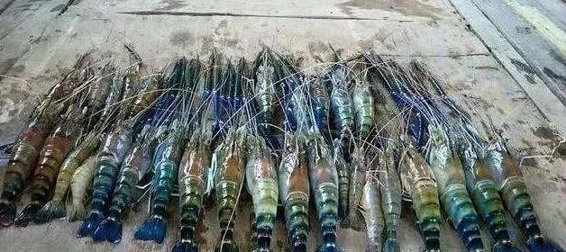 罗氏虾称为淡水虾王，而在湄公河大虾，体长最大1米，让吃货畏惧