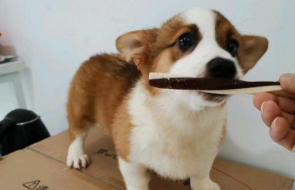 狗吃巧克力会死吗？并不会，柯基吃了一点儿事都没有
