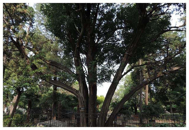 这棵树曾被雷劈成五瓣，200年后从中长出一棵槐树，位于孔府之中