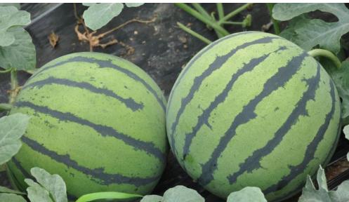 西瓜润肤去皱、排毒养颜，农民掌握5点，收获高产优质西瓜