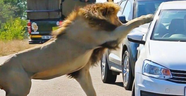 狮子一口咬住车尾，车主一脚踩动油门，镜头拍下意外瞬间