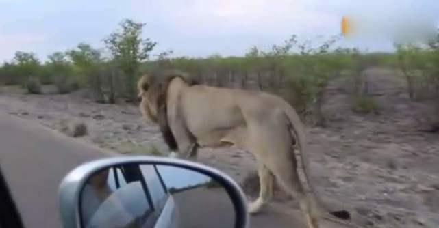狮子一口咬住车尾，车主一脚踩动油门，镜头拍下意外瞬间