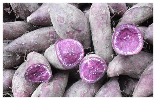 紫薯因为味道鲜美，价格一直都很高，看看农户是怎样种植紫薯的