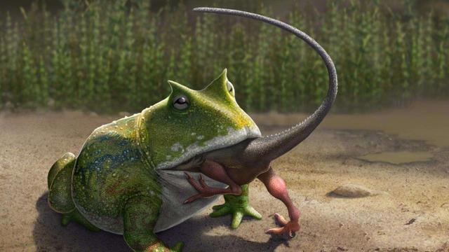 生活在7000万年前的“史前巨蛙”魔鬼蛙，真的会吃恐龙吗？