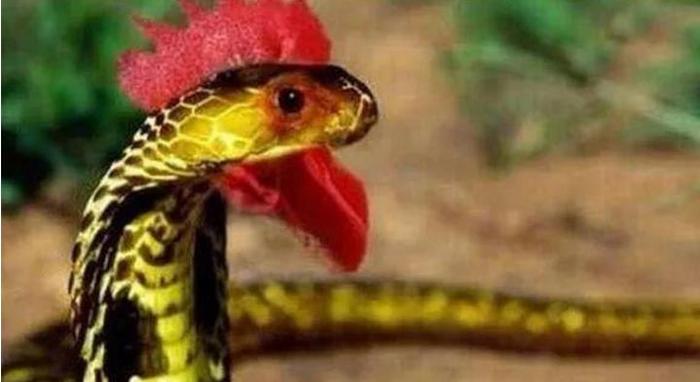 被广泛争议的一种蛇类，野鸡脖子蛇到底是无毒蛇，还是有毒蛇？