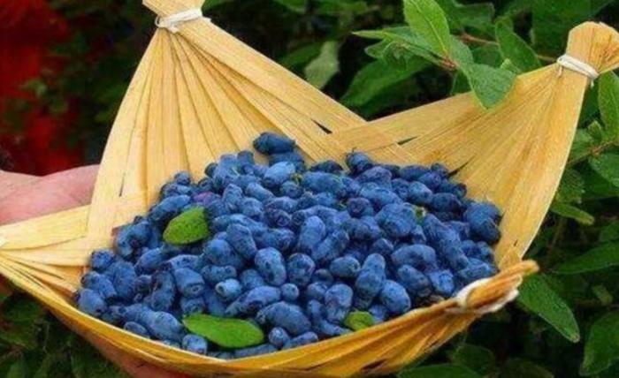 它酷似“蓝莓”, 果肉甘甜多汁, 上市卖80元一斤, 却少有人吃过!