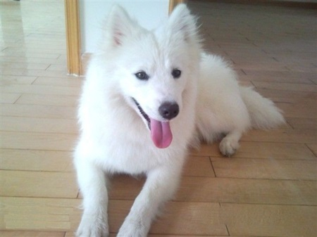 高颜值的银狐犬，让很多小女生为之心动！