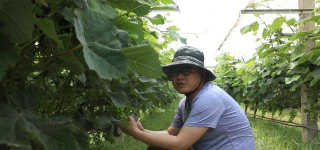 葡萄将熟，农村小伙却发出警告？这些千万不要做，否则白种！