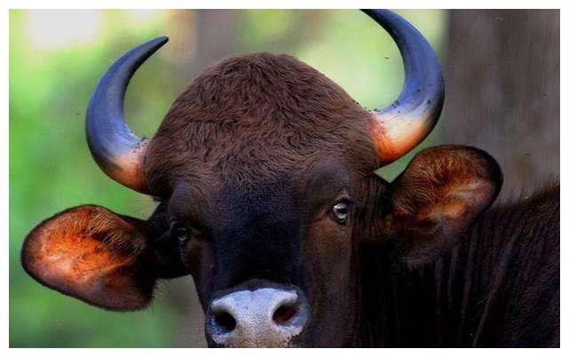 非洲野牛和白肢野牛哪个战斗力更强，牛角更有杀伤力？