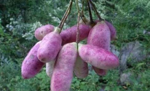 农民树上采摘的“番薯”一斤可卖45元，自己都舍不得！