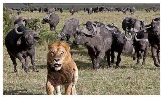 非洲野牛和白肢野牛哪个战斗力更强，牛角更有杀伤力？