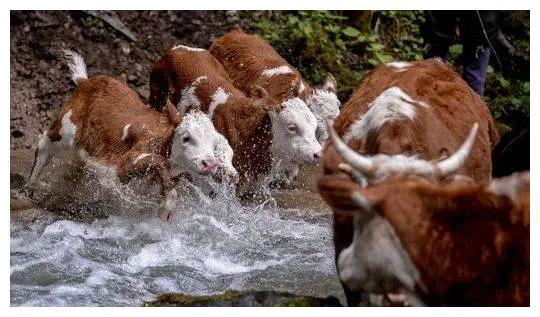 夹金山村民徒步30公里开启放牧季，牛群涉水过险滩场面惊险