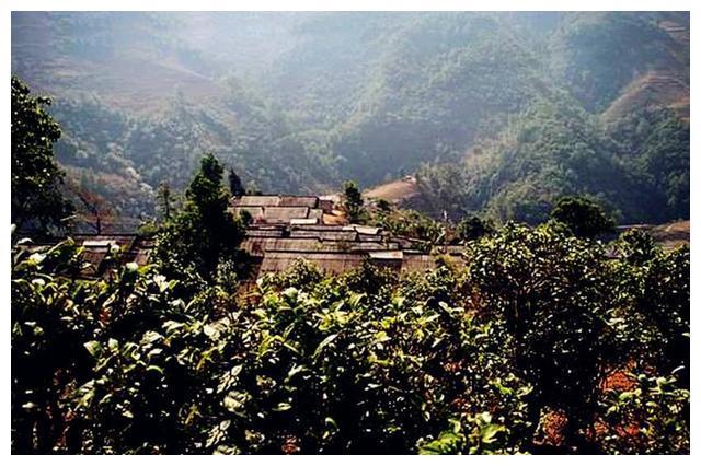 云南最低调村庄，山上拥有57022棵“摇钱树”，村民都是隐形富豪