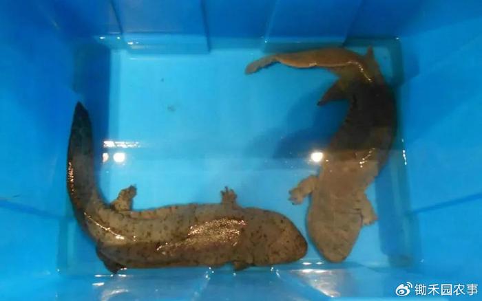 有人放生鲇鱼死了一片，鲇鱼和鲶鱼，是一个品种么？（鲶鱼放生能活吗多久）