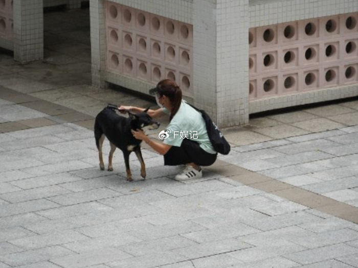 黄心颖戴大钻戒和未婚夫连续两天遛狗 未婚夫实力护妻反拍记者