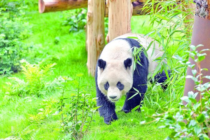 “旅美大熊猫云川鑫宝8月亮相迎接游客” 动物园 鑫宝 云川 新家 大熊猫 圣迭戈 保护 游客 抵达 动植物 第3张