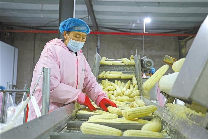 定边：黄灿灿的玉米“赛”黄金
