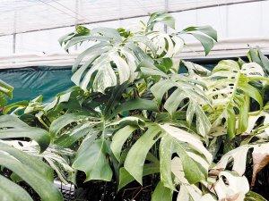 组培锦化龟背竹价格将越来越亲民