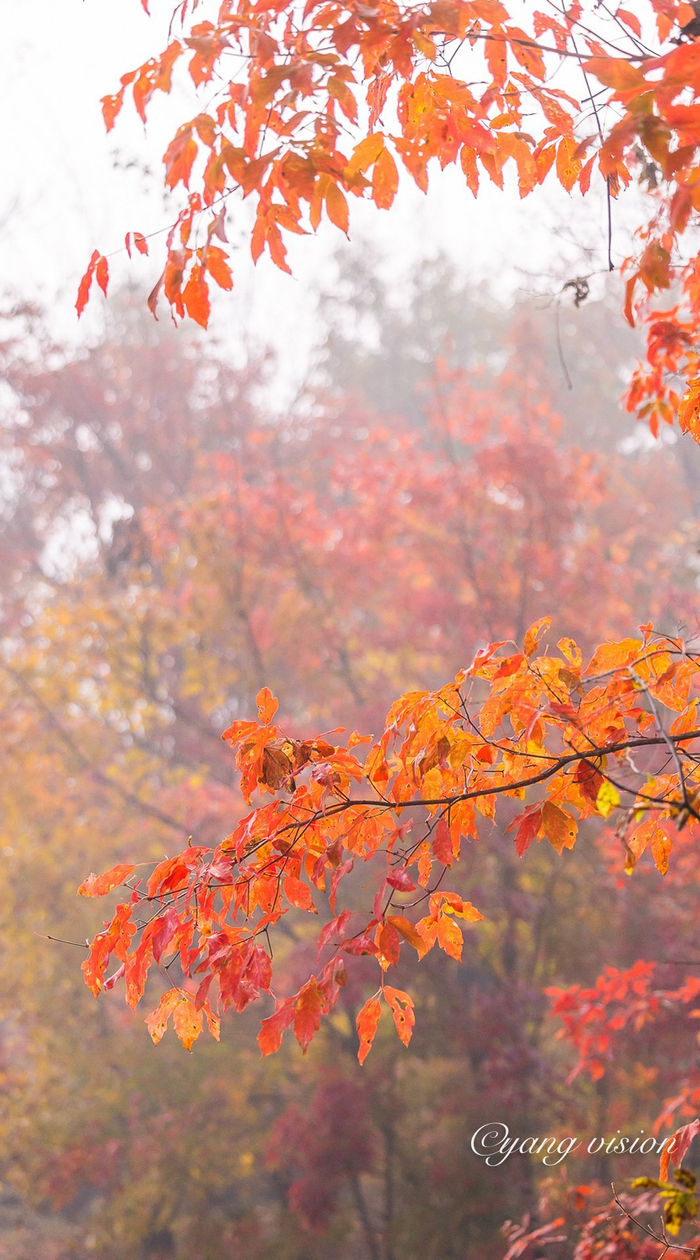 霜叶红，更识秋