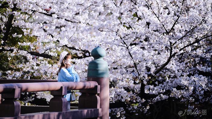 【日本】最全东京樱花实拍指南，纪念平成年最后的樱花季