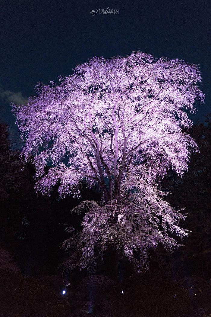 【日本】最全东京樱花实拍指南，纪念平成年最后的樱花季