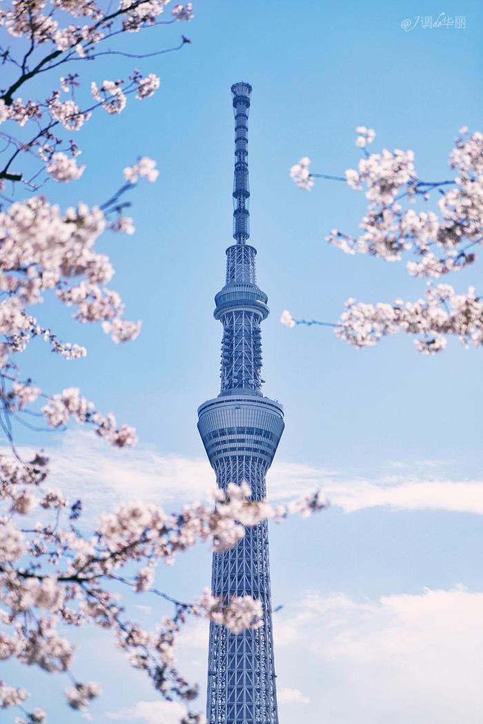 【日本】最全东京樱花实拍指南，纪念平成年最后的樱花季