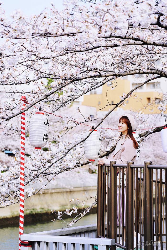 【日本】最全东京樱花实拍指南，纪念平成年最后的樱花季