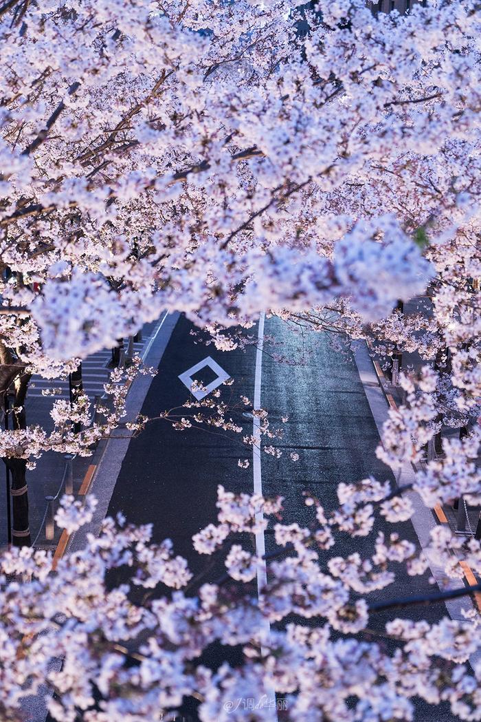 【日本】最全东京樱花实拍指南，纪念平成年最后的樱花季