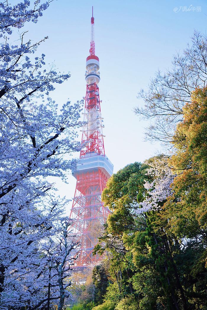 【日本】最全东京樱花实拍指南，纪念平成年最后的樱花季