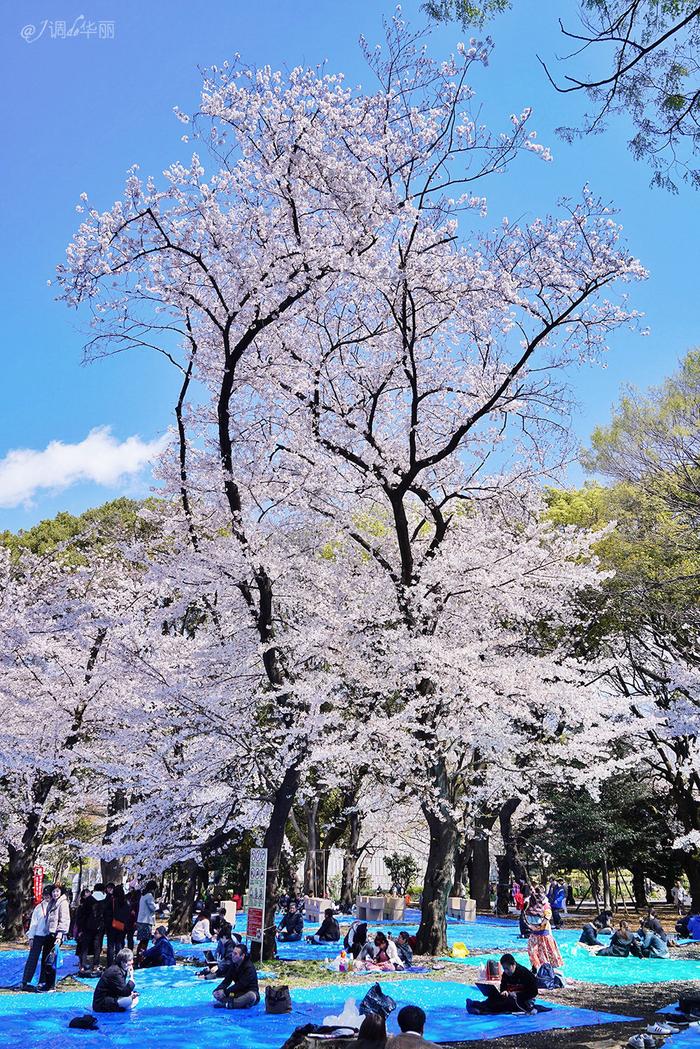 【日本】最全东京樱花实拍指南，纪念平成年最后的樱花季