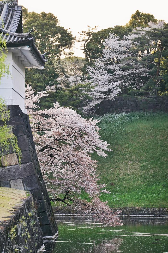 【日本】最全东京樱花实拍指南，纪念平成年最后的樱花季