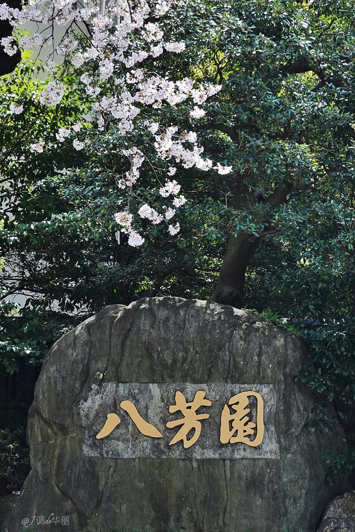 【日本】最全东京樱花实拍指南，纪念平成年最后的樱花季