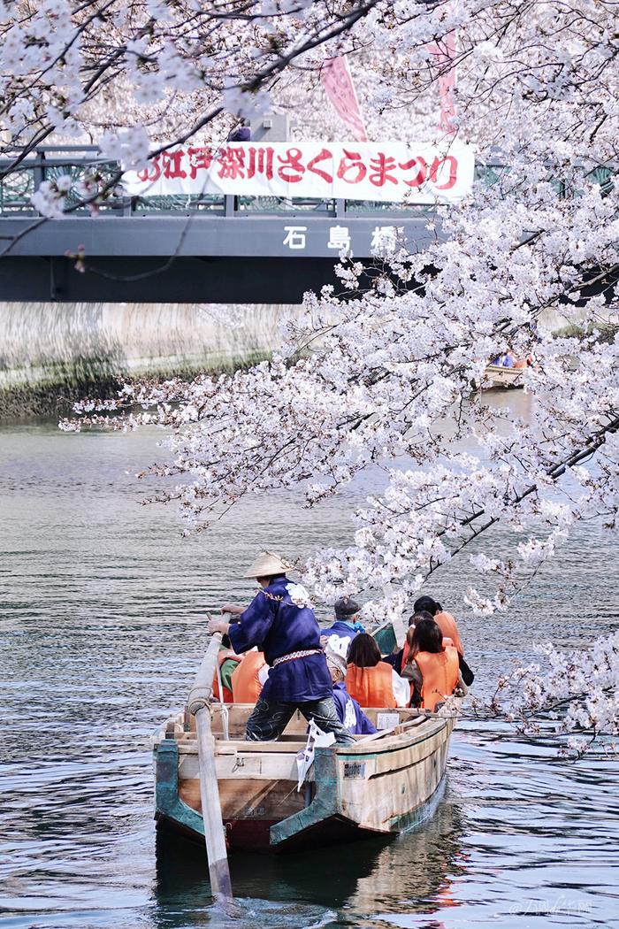 【日本】最全东京樱花实拍指南，纪念平成年最后的樱花季