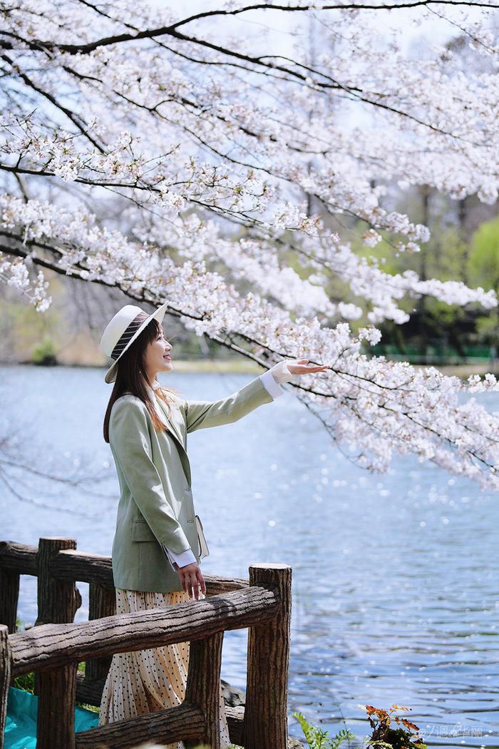 【日本】最全东京樱花实拍指南，纪念平成年最后的樱花季