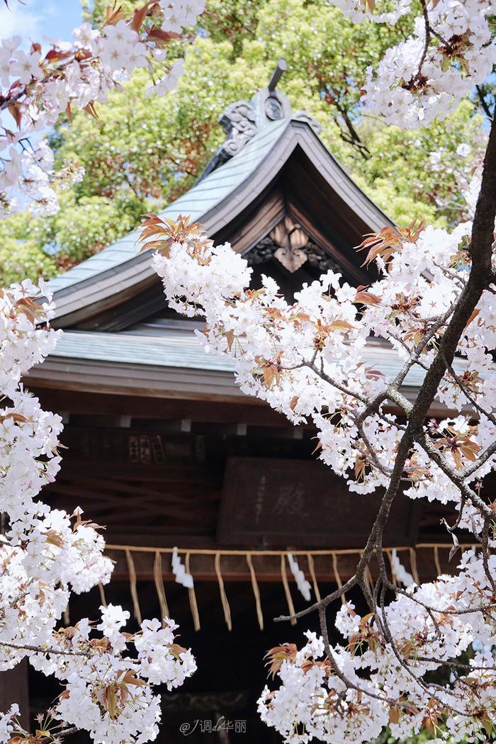 【日本】最全东京樱花实拍指南，纪念平成年最后的樱花季